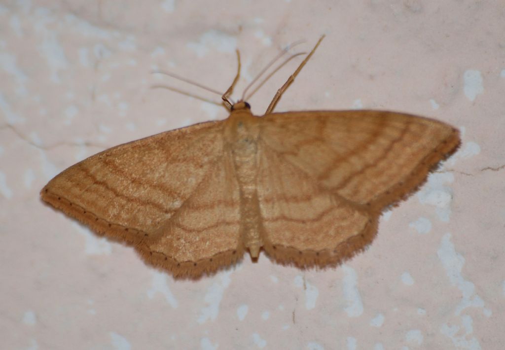 Idaea ochrata? - Si